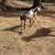 Nubian goat doeling 5 thumbnail