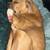 American Bullies 3 thumbnail