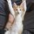 Two Sokoke kitty brothers ready to join your family! 11 thumbnail