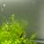 Red Cherry Shrimp rehoming 2 thumbnail
