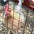 Bantam hatching eggs-tiny 1 thumbnail
