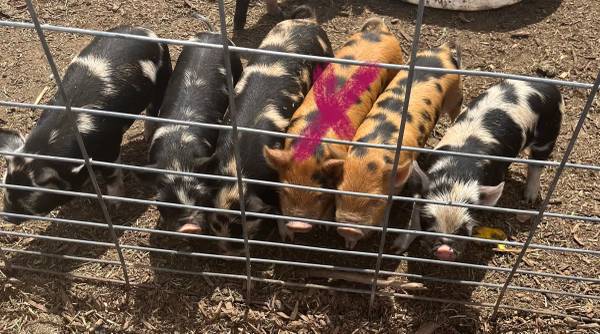 Pure Bred Kune Kune Piglets 1