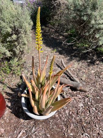 Several Blooming aloe plants in a pot 1