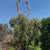 💥TOP-RATED TREE SERVICE 💥 Sacramento • Trimming • Removal •Tree Care 5 thumbnail
