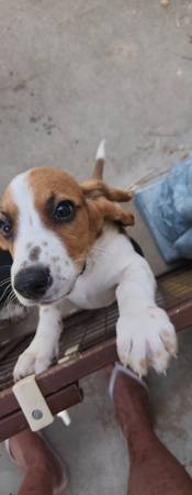 ¡Cachorros de sabueso Basset! (Houston)63859316609539120