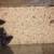Rodents (Rattus norwegicus) 2 thumbnail