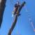 TREE REMOVAL • BRANCH CUTTING • STORM CLEAN-UP — BETTER CALL GIO! (A 11 thumbnail