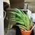 Succulents, $7-12 3 thumbnail