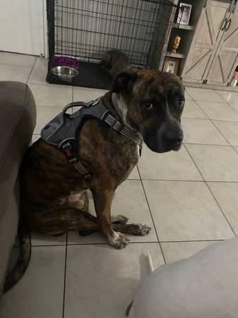Looking to rehome Great Dane/boxer mix (Avondale)63967426077314121