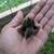 Quail bobwhite, coturnix, button Chicks and eggs 1 thumbnail
