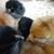 Taking Orders ~ CHICKS ~ Black Stars & Heritage Rhode Island Reds 11 thumbnail