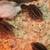 Guinea Keets 5 thumbnail