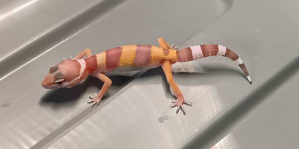 Baby leopard geckos (Hagerstown)63901111779075122