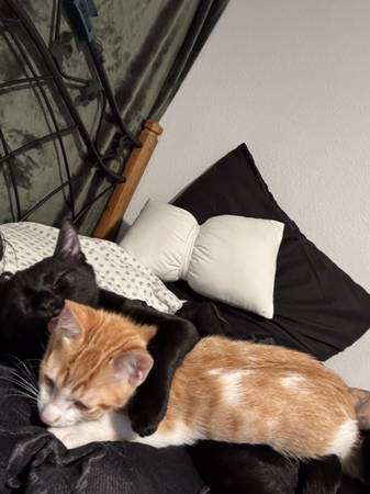 Free cats 4 and 6 month olds (Bakersfield)64014695921537120