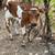 Calf 1 thumbnail