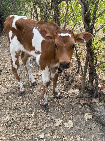 Calf 1