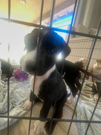 Border collie pitbull mix puppies (gilroy)63659229508355124