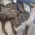 Cane Corso puppies 1 thumbnail