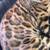 Finding a home cat 2 thumbnail