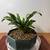 House plant with curly glossy leaves 2 thumbnail
