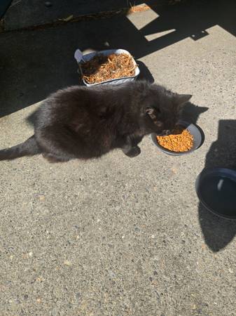 Gato dulce abandonado por su dueño-Gratis63842373920897122
