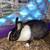 Rehoming pet rabbits 1 thumbnail