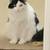 Rehoming for a cat 1 thumbnail
