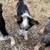 Texas heelers 4 thumbnail
