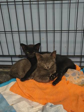 Kittens available for adoption63875423228803123