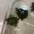Exotic turtles 10 thumbnail