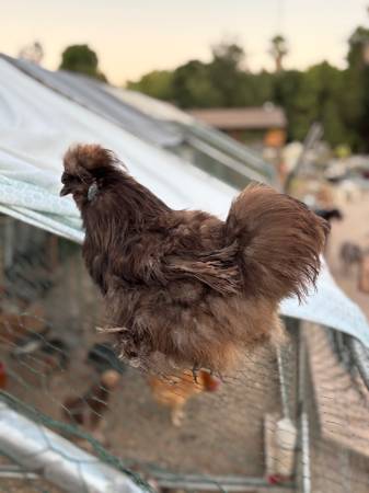 Gallos Silkies barbudos de chocolate - $40 (West Covina)63471468279299121