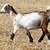 Nigerian Dwarf Doe Kids 5 thumbnail