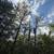 Antonio's Tree Service 6 thumbnail