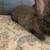 Young Dutch and New Zealand Rabbits 5 thumbnail