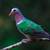 Aviary 7 thumbnail