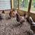 Hens 3 thumbnail