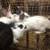 Baby chicks, bunnies and potbelly pigs available and ready to 1 thumbnail