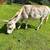 Miniature Donkeys 2 thumbnail