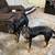 Rehoming 2 Rot/Pit mix 3 thumbnail