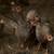 Guinea Hatching Eggs 2 thumbnail