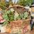 SUCCULENTS with POTS 10 thumbnail