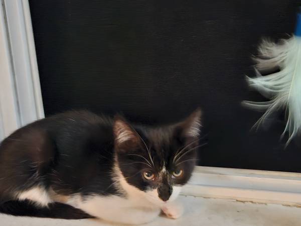 2 Kitler  kittens rehoming 8 weeks spayed, vaccinated & chipped (morgan hill)63890025444867120