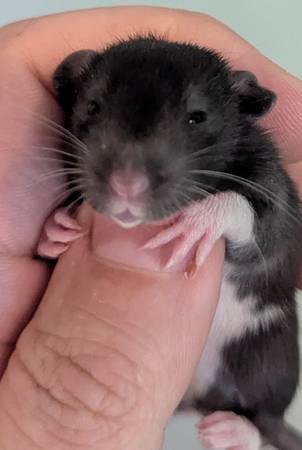 Domestic fancy rats pups (Rockville)63843455910913122