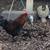 Chickens ROOSTERS Buff Orpington- Welsummer- B. Copper Maran- More 1 thumbnail