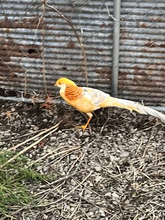 Ornamental golden pheasants 1