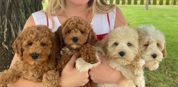 Half Teddy Bear / Half Cockapoo 1
