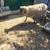 Sheep wether 2 thumbnail