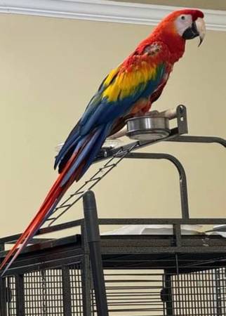 Macaw Female - $3,600 (Ocean Springs)62945093745027121