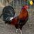 Col Givens Hatch roosters/ hens 4 thumbnail