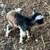 Friendly Silky Fainter Nanny Goat and her two Babies 6 thumbnail